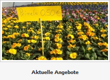 angebote