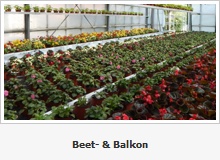 beet-balkon